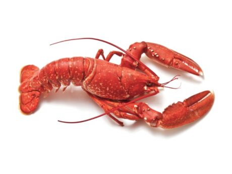 Fresh Live Lobster ~1.75kg